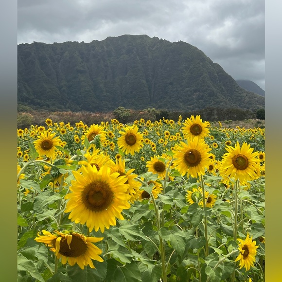 Meet your Posher, Jw - Picture 2 of 2